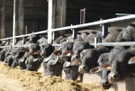 gruppo di bufale al pascolo,mandria di bufale nel fango della fattoria,bufale riposano sulla paglia in fattoria