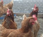 foto di animali della fattoria,fattorie didattiche:galline-le galline covano le loro uova da dove nasceranno i pulcini,diventeranno polli e pollastre e poi galli e galline.Beviam latte fresco appena munto