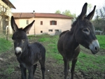 asinello con mamma asina in fattoria,gruppo di asini al pascolo,mandria di asini in fattoria didattica,criniera dell'asino della fattoria