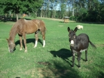 asino miglior amico dell'uomo,asino con cavallo in fattoria,asinello animale da compagnia per cavalli in fattoria,asino e cavallo sul prato in fattoria che brucano l'erba