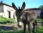 asino libero di correre in fattoria,asino mentre raglia voce d'asino della fattoria,ragliare come un asino,asino tira calci con le zampe posteriori