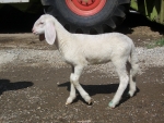 agnello in fattoriaagnellino con gregge di pecore