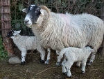 mamma pecora con piccoli agnelli,pecore nell'ovile della fattoria,agnelli bevono il colostro da mamma pecora