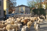 gregge di pecore per strada,gregge di pecore con cani da pastore,gregge di pecore con agnelli che belano vogliono il latte di pecora