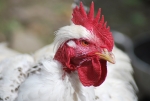 gallina con collo senza penne,gallina spennata del pollaio in fattoria,gallina cova le uova nel pollaio della fattoria