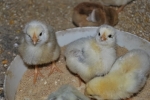 pulcini nel pollaio della fattoria,piccoli pulcini appena nati dall'uovo di mamma chioccia,pulcino giallo piccolino
