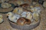 pulcini appena nati beccano in cerca di cibo,pulcini mangiano cereali e vermetti nel pollaio della fattoria,uovo con pulcino covato dalla chioccia
