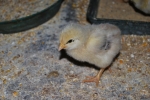 pulcino appena nato dopo la schiusa dell'uovo covato dalla gallina,uovo di gallina con pulcino,pulcinotti appena nati