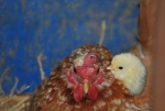chioccia con pulcini nel pollaio,gallinella con pulcini appena nati,piccola gallina con pulcini in fattoria didattica
