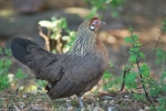 gallina dalle penne grigie,americanella piccola gallina della fattoria,fattoria didattica con galline e pollastre