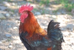 gallo dalle piume e penne colorate nel cortile della fattoria,gallo colorato che mangia semi mais e piccoli vermetti