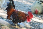 gallo dalle piume colorate che raspa e scava nel terreno in cerca di cibo,percorso didattico sui galli e galline in fattoria