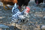 gallina colorata con piccola cresta che scava in cerca di cibo per i pulcini della fattoria,gallina dalle piume bianche e nere