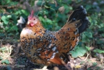 educazione ambientale con percorsi didattici sulle galline in fattoria,galline piccola con piccole uova e piccoli pulcini