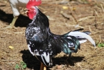 gallo mentre canta al mattino in fattoria,gallo chicchirichì in fattoria nel pollaio,canto del gallo chicchirichì sveglia le galline 