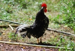 canto del gallo in fattoria,gallo nero canta sveglia galline e pulcini,gallo nero che canta con lungo collo e cresta rossa