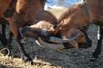 combattimento delle capre con le corna,lotta tra capre con lunghe corna,lotta tra becchi con grandi corna in fattoria didattica