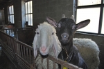 capra e pecora in fattoria,capretta con amica pecorella della fattoria didattica,caprini e ovini della fattoria