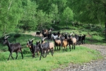 gregge di capre in montagna,gregge di capre libero di pascolare in montagna e collina pronte per essere munte