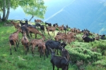 transumanza delle capre,gregge di capre in transumanza dalla montagna alla stalla,percorso didattico con capre in fattoria didattica