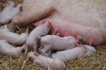 maialini appena nati in fattoria,maialini ciucciano il latte dalla mammella di mamma maiale scrofa,maialini che grugniscono