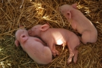 maialini che dormono con mamma scrofa maiala,porcellini in fattoria con mamma maiala,porcelli della fattoria didattica