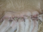 porcellini bevono il latte dalla mamma in fattoria didattica,percorso didattico con maialini in fattoria per bambini