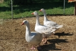 percorso didattico per bambini delle scuole dove si vedono le oche con anatroccoli nel laghetto della fattoria didattica mentre starnazzano 