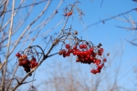 frutti di viburno viburnum opalus,frutti di viburno molto appetiti dagli uccelli della fattoria didattica,piccoli frutti selvatici del bosco e della siepe selvatica