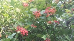 bacche di viburnum opulus viburno della fattoria didattica.bacche rosse di viburno nel cespuglio della fattoria