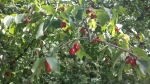 corniole bacche rosse di corniolo cornus mas nei cespugli della fattoria nutrimento per uccelli e piccoli animali selvatici