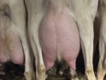 latte di capra in fattoriamammella di capra da do