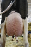 mammella di mucca vacca in fattoria didattica,latte di mucca dalla mammella esce caldo e bianco percorso didattico sul latte in fattoria