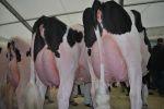 enorme mammella di mucca piena di latte fresco,percorso didattico in fattoria vediamo da dove esce il latte