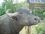 bufalo di razza river,bufalo river con corna diverse rispetto alla razza mediterranea,bufalo dell'acqua molto mansueto rispetto alla razza mediterranea