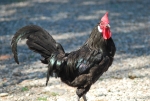 galletto nero in fattoria,piccolo gallo nero in una fattoria didattica,gallo nero con cresta rossa nel pollaio della fattoria