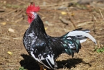 gallo che canta in fattoria,gallo dalle piume colorate che canta e sveglia tutti in fattoria,gallo del canto nel pollaio