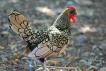 gallina in fattoria coloratagallinella nel pollai