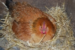 gallina che cova le uova nel pollaio della fattoria,gallina mentre cova le uova e nasceranno dei piccoli pulcini