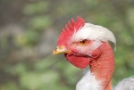 gallina dal collo spennato in fattoria,gallina senza piume sul collo con cresta rossa nel pollaio della fattoria didattica