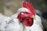 gallo senza piume sul collo,gallina con grande cresta rossa,gallo e gallina con zampe con artigli