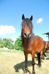 cavallo in una fattoria didatticapercorso didatti