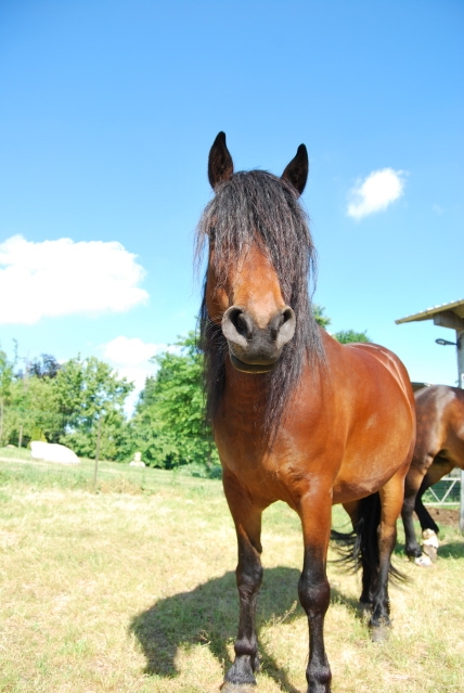 IL CAVALLO il Puledro lo Stallone il Pony