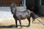 cavallo nero con criniera nera della fattoria didattica,pony stallone in fattoria,cavallo pony per didattica in fattoria