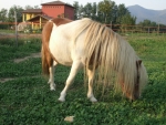 cavallo per battesimo della sella in fattoria,cavallo da sellare con lunga criniera nel maneggio in fattoria didattica