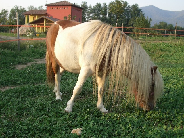 IL CAVALLO il Puledro lo Stallone il Pony