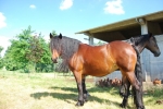 cavallo docile con puledro in fattoria,fattrice con puledro della fattoria didattica ferratura del cavallo con maniscalco