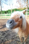 cavallo curioso in fattoria sul prato mentre corre per passeggiate nel bosco della fattoria didattica,stallone con puledro