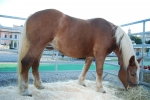 cavallo da tiro pesante italiano della fattoria,puledrino della fattoria corre sul prato da mamma cavalla per bere il latte di cavalla