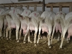 mammella di capra,capre pronte per essere munte in fattoria e fare del buon latte di capra per produrre formaggio di capra